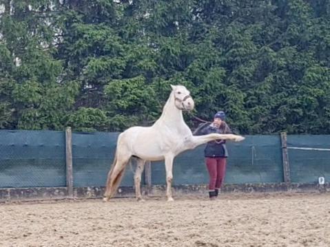 Apartament Repos Rouge-Plaisir Au Milieu Des Chevaux Kembs Zewnętrze zdjęcie