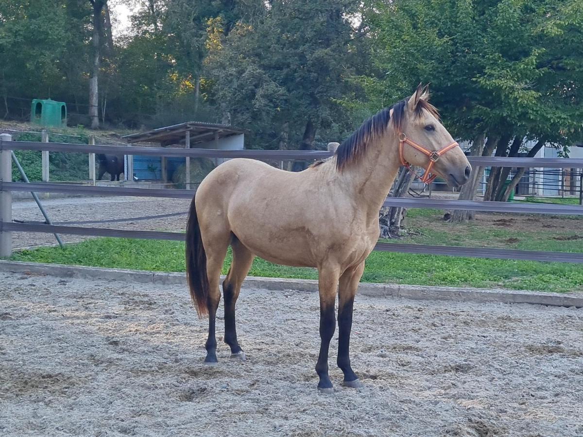 Apartament Repos Rouge-Plaisir Au Milieu Des Chevaux Kembs Zewnętrze zdjęcie