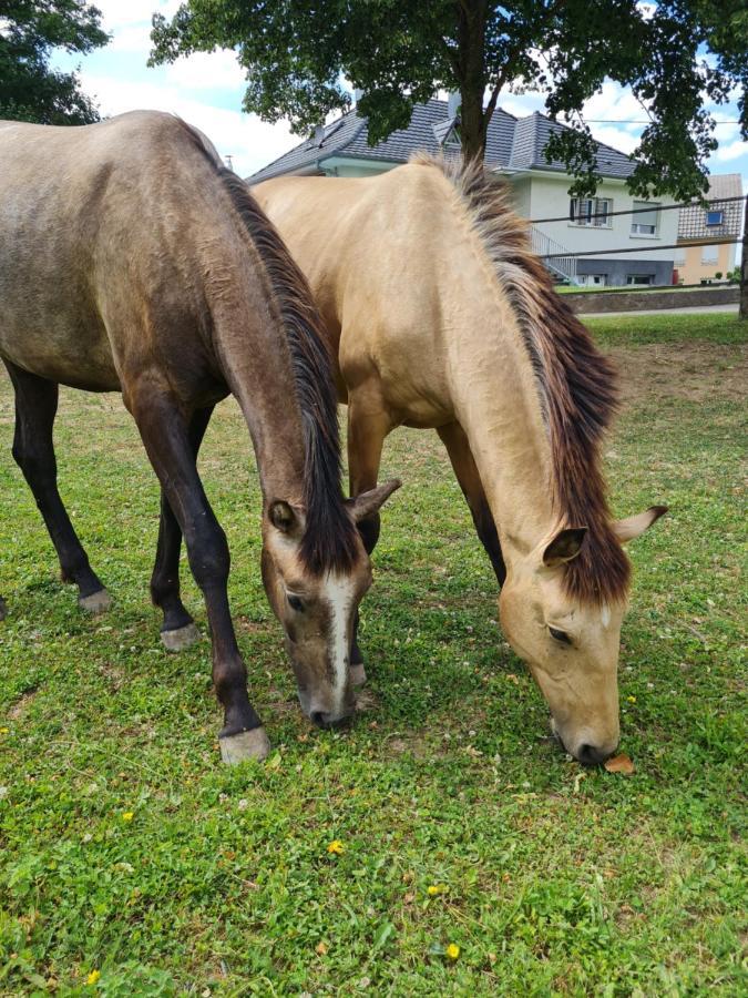 Apartament Repos Rouge-Plaisir Au Milieu Des Chevaux Kembs Zewnętrze zdjęcie